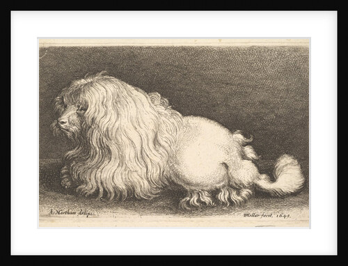 White dog, 1649 by Wenceslaus Hollar