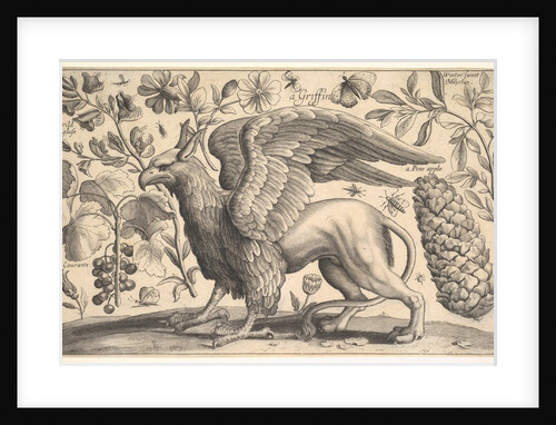 A Griffin, 1625-77 by Wenceslaus Hollar