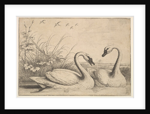 Two Swans, 1654-58 by Wenceslaus Hollar