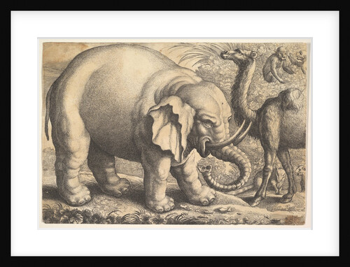 Elephant and Camel, 17th century by Wenceslaus Hollar