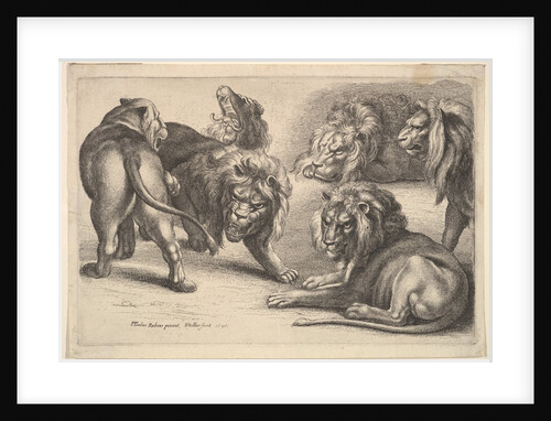 Five Lions and a Lioness, 1646 by Wenceslaus Hollar