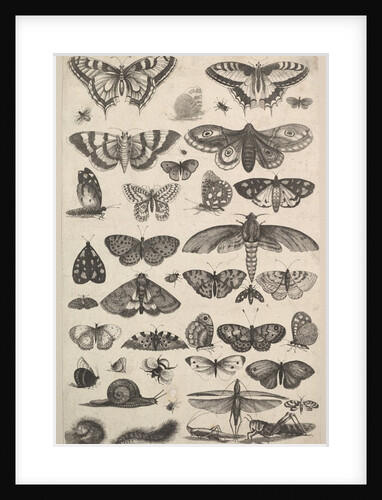 Forty-one Insects, including moths and butterflies, 1625-77 by Wenceslaus Hollar