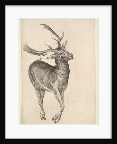 Stag, 1625-77 by Wenceslaus Hollar