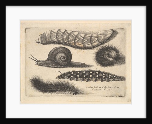 Four Caterpillars and a Snail, 1646 by Wenceslaus Hollar