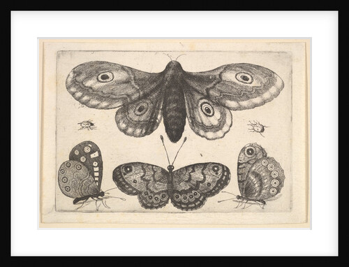 A moth, three butterflies and two beetles, 1646 by Wenceslaus Hollar