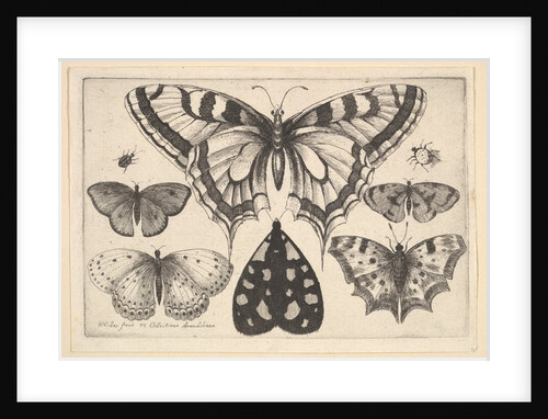 Five Butterflies, a Moth and Two Beetles, 1646 by Wenceslaus Hollar