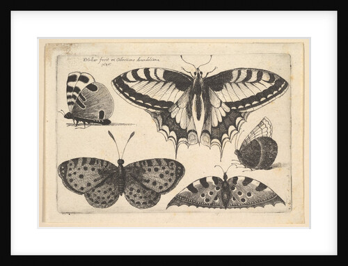 Five Butterflies, 1646 by Wenceslaus Hollar