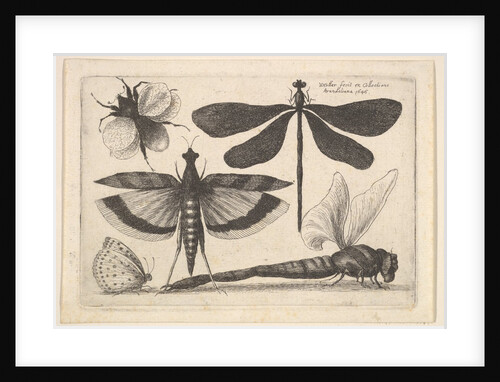 Dragonflies and a bumble bee, 1646 by Wenceslaus Hollar