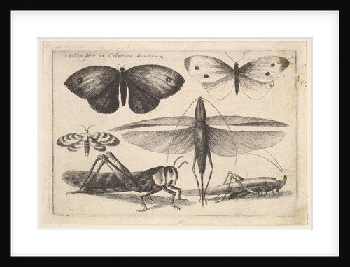 Six insects, 1646 by Wenceslaus Hollar