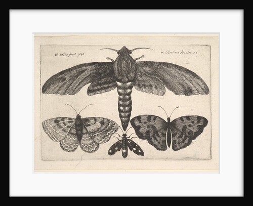 Moth and three butterflies, 1646 by Wenceslaus Hollar