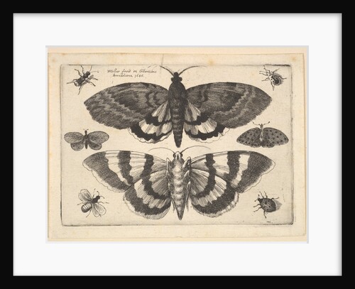 Two moths and six Insects, 1645 by Wenceslaus Hollar