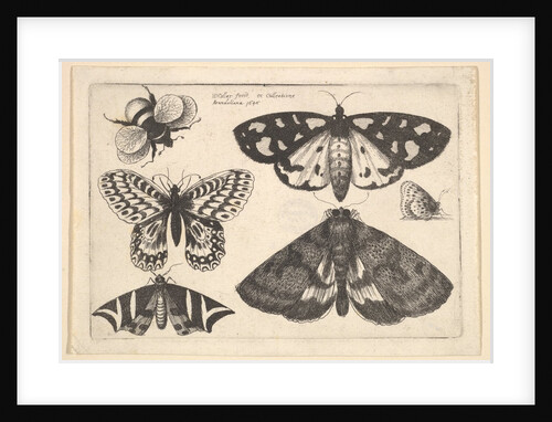 Three moths, two butterflies and a bumble bee, 1646 by Wenceslaus Hollar