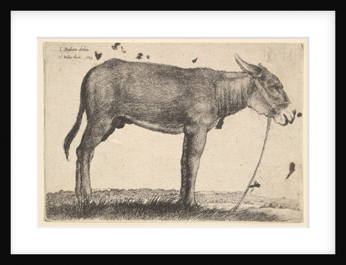 Donkey, 1649 by Wenceslaus Hollar
