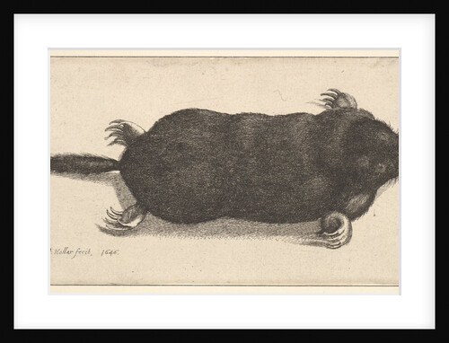 Dead Mole, 1646 by Wenceslaus Hollar