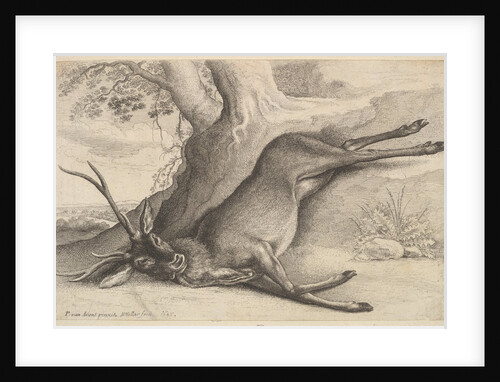 Dead stag, 1646 by Wenceslaus Hollar