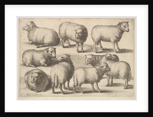 Nine sheep, 1646 by Wenceslaus Hollar