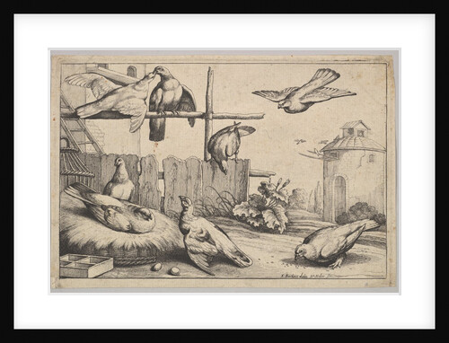 Eight doves, 1625-77 by Wenceslaus Hollar