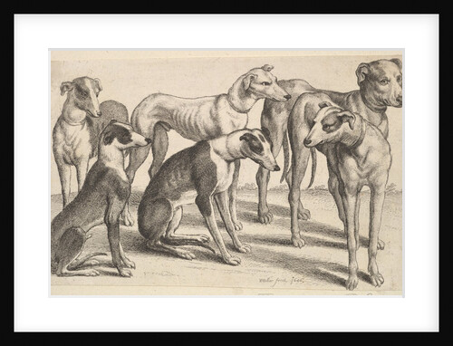 Six Hounds, 1646 by Wenceslaus Hollar