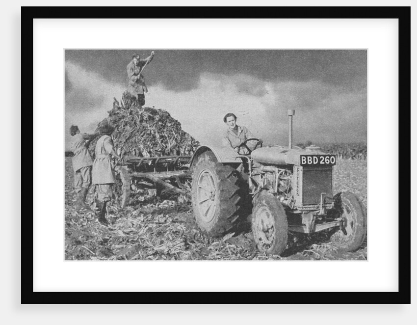Women's Land Army lifting a crop, World War II, 1940 by Unknown