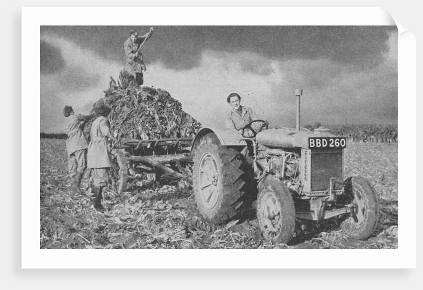 Women's Land Army lifting a crop, World War II, 1940 by Unknown