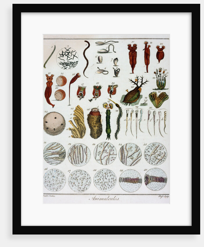 Animalcules observed by Anton van Leeuwenhoek, c1795 by Unknown