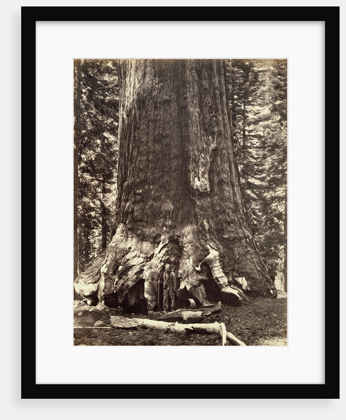 Base of the Grizzly Giant, Giant Sequoia tree, Yosemite, California, 1868 by Carleton Emmons Watkins