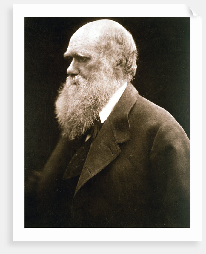 Charles Darwin, British naturalist, c1870s by Julia Margaret Cameron