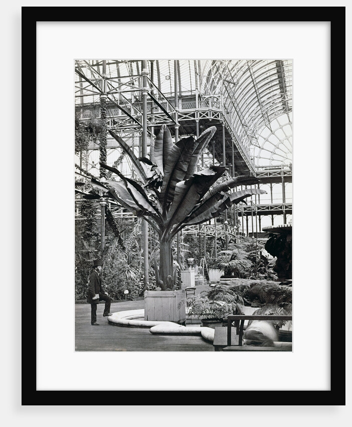Tropical plants in the Egyptian Room, Crystal Palace, Sydenham, London, 1854 by Philip Henry Delamotte
