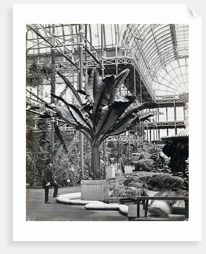 Tropical plants in the Egyptian Room, Crystal Palace, Sydenham, London, 1854 by Philip Henry Delamotte