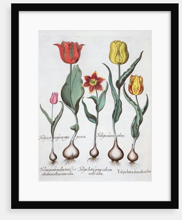 Tulips, 1613 by Unknown