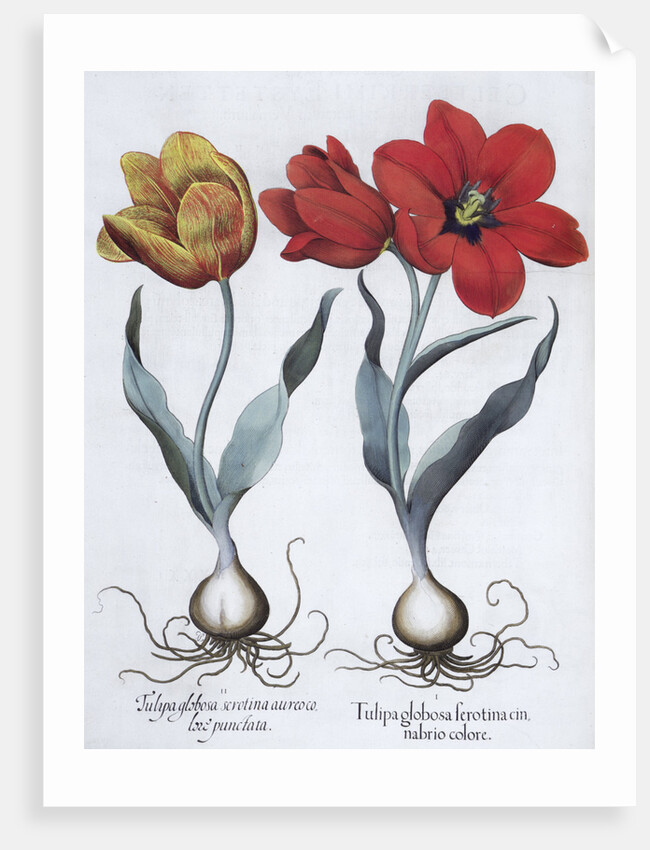 Tulips, 1613 by Unknown