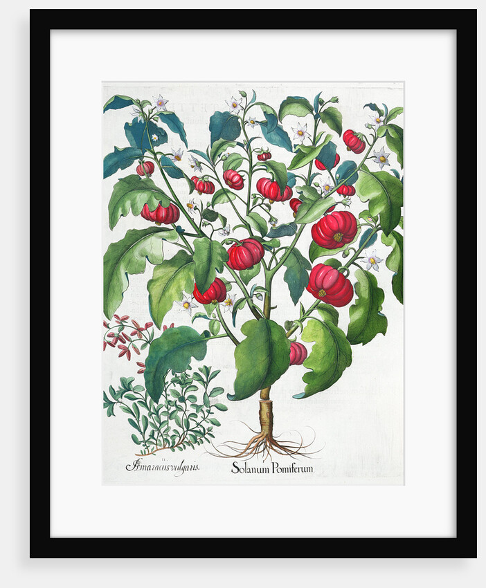 African Tomato and Marjoram plants, 1613 by Unknown