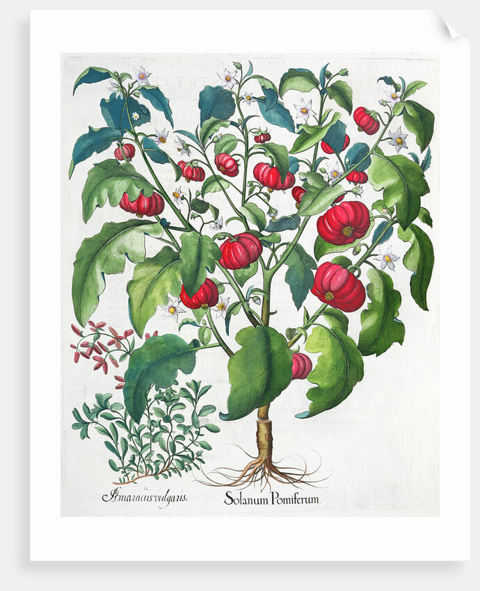 African Tomato and Marjoram plants, 1613 by Unknown