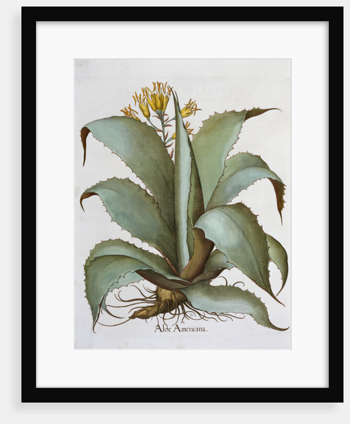 American Aloe (Aloe Americana), 1613 by Unknown