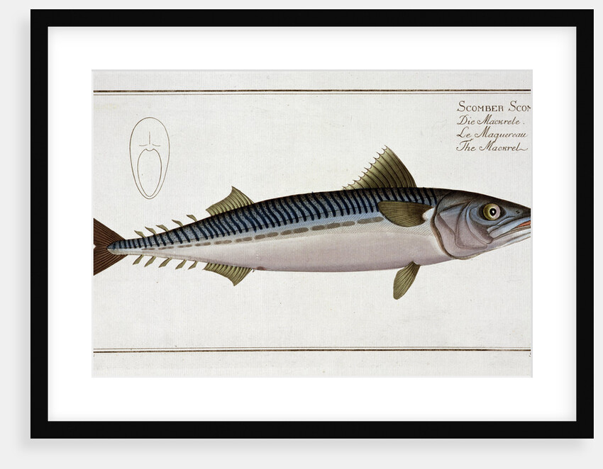 Mackerel (Scomber Scomber), c1785-1799 by Gabriel Bodenehr I