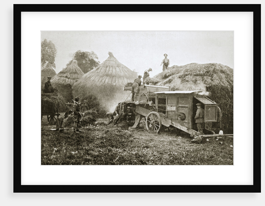 Threshing for straw for soldiers' use, France, World War I, 1916 by Unknown