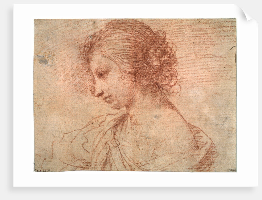 Breast portrait of a young female, 17th century by Guercino