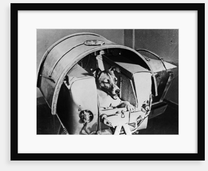 Laika, Russian cosmonaut dog, 1957 by Unknown