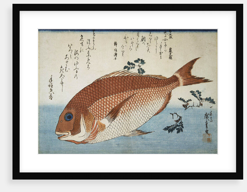 Red Sea Bream, 1832-1834 by Anonymous