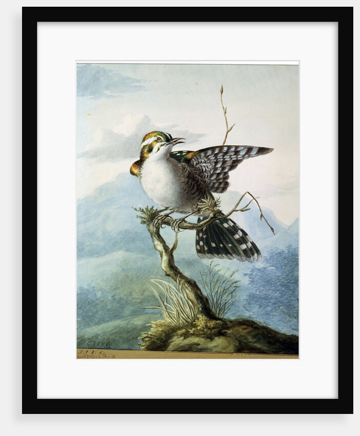A Little Bird, 1798 by Georgius Jacobus Johannes van Os