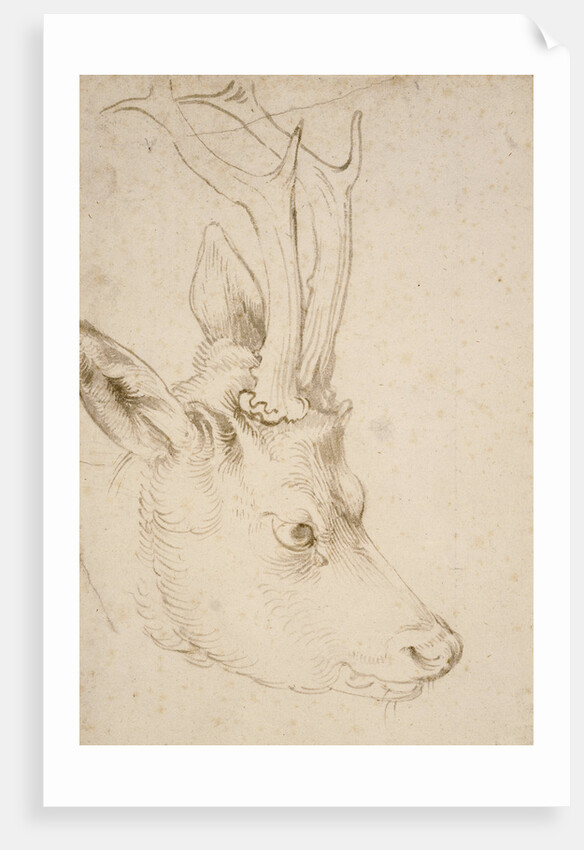 Head of a Roebuck, 1503 by Albrecht Dürer