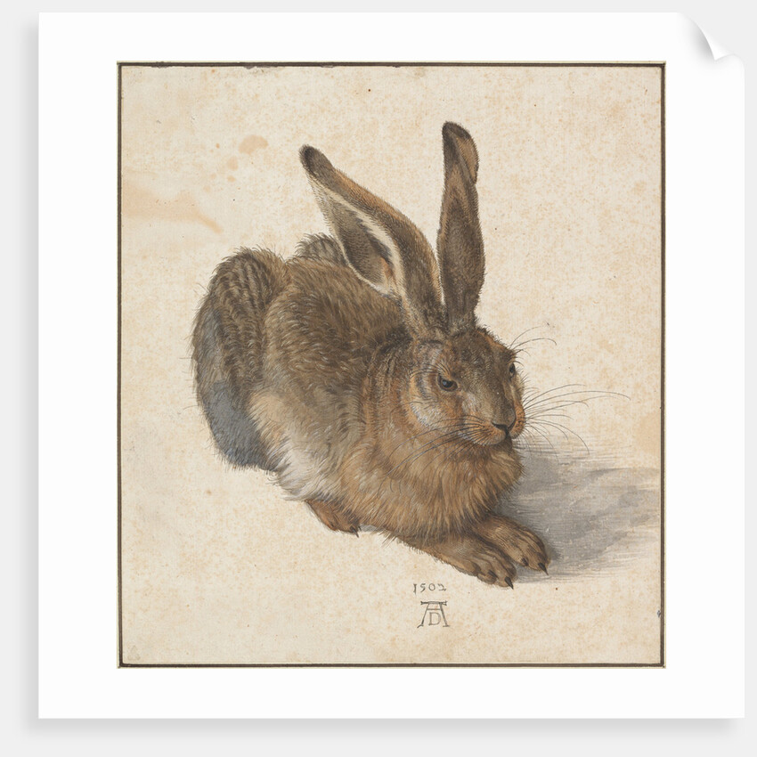 Hare, 1502 by Albrecht Dürer