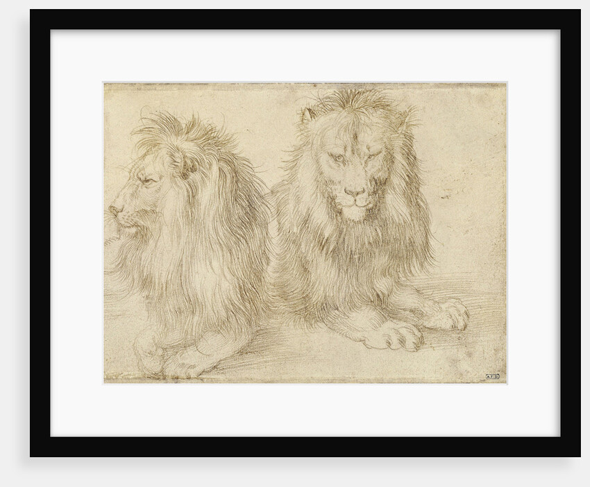 Two seated lions, 1521 by Albrecht Dürer