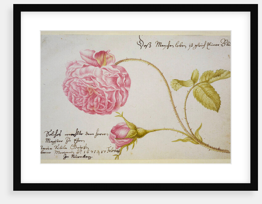 Album sheet with a rose, 1675 by Maria Sibylla Merian