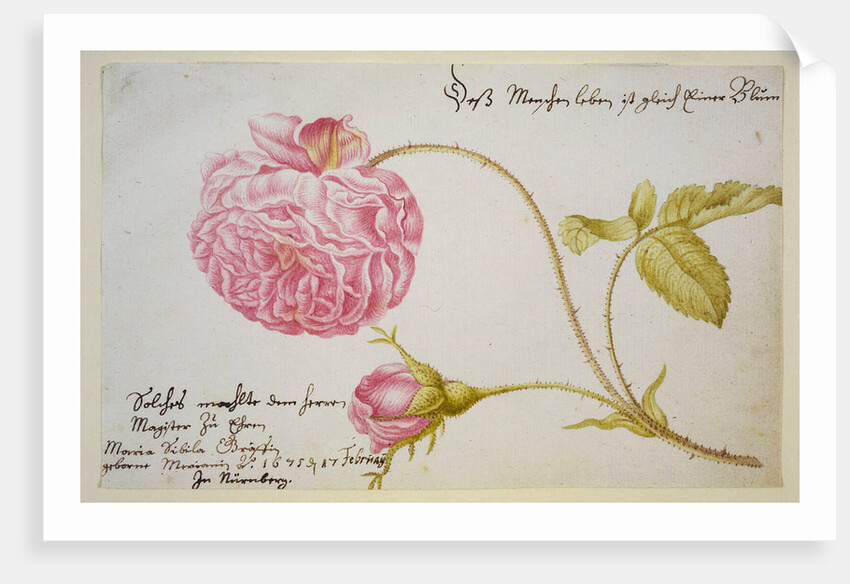 Album sheet with a rose, 1675 by Maria Sibylla Merian