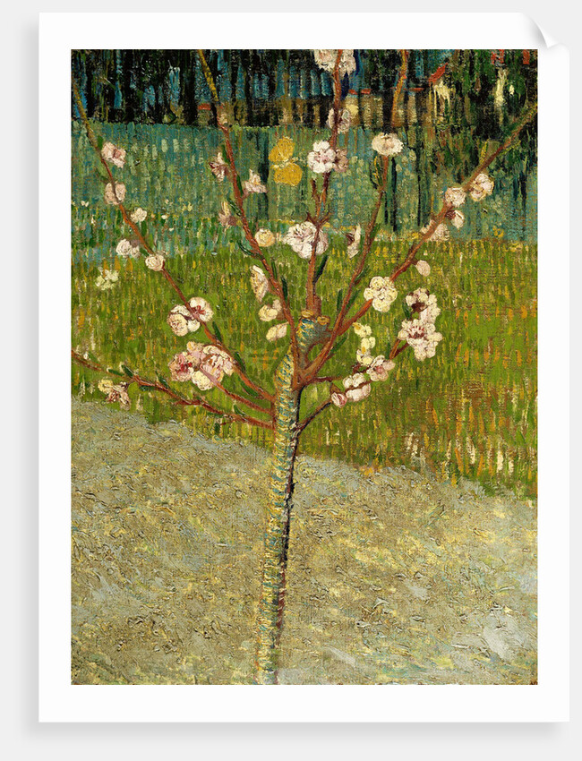 Almond tree in blossom, 1888 by Vincent van Gogh
