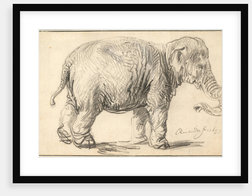 An Elephant, 1637 by Rembrandt van Rhijn