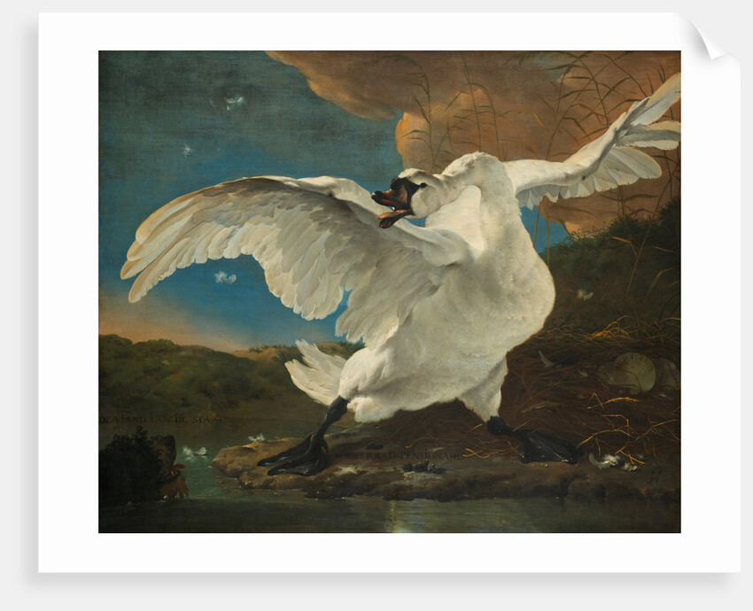The Threatened Swan, before 1652 by Jan Asselijn