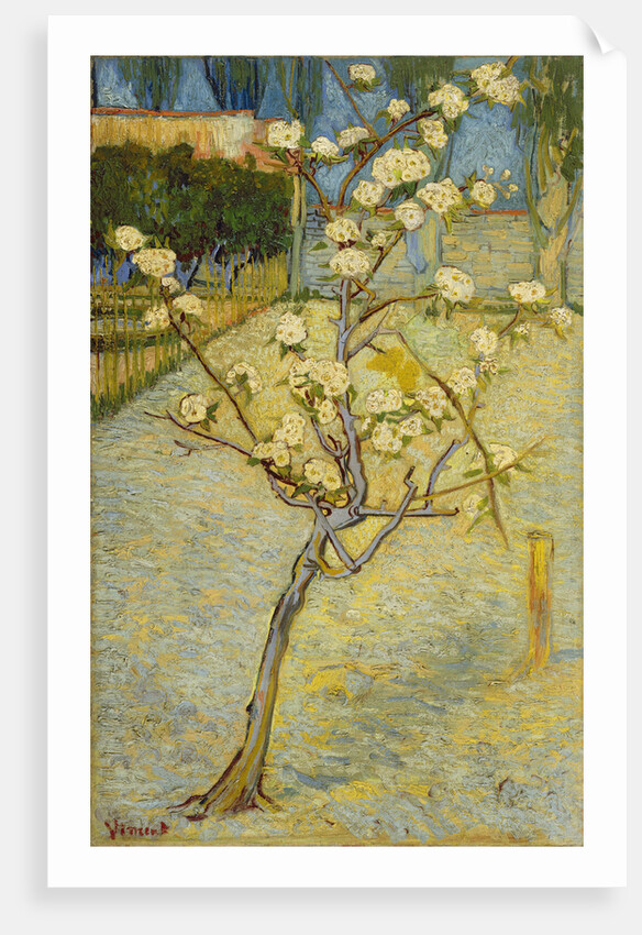 Small pear tree in blossom, 1888 by Vincent van Gogh