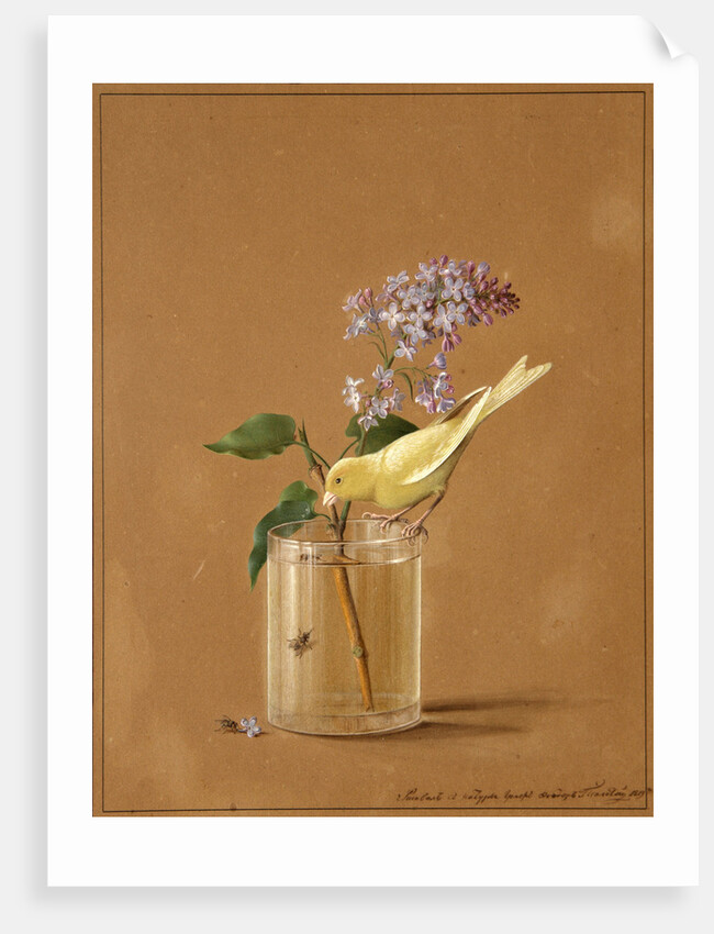 Canary Bird on a Lilac Branchlet, 1819 by Fyodor Petrovich Tolstoy